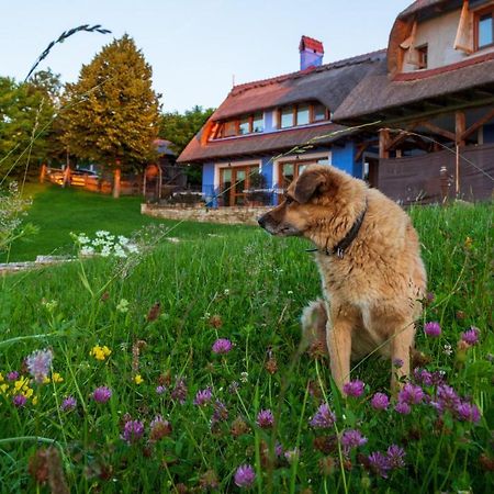 Casele Cu Stuf B&B Haus Ulrike Sălicea Exteriér fotografie