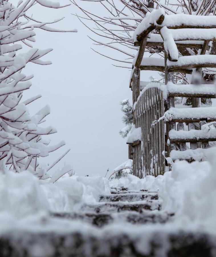 Casele Cu Stuf B&B Haus Ulrike Sălicea Exteriér fotografie