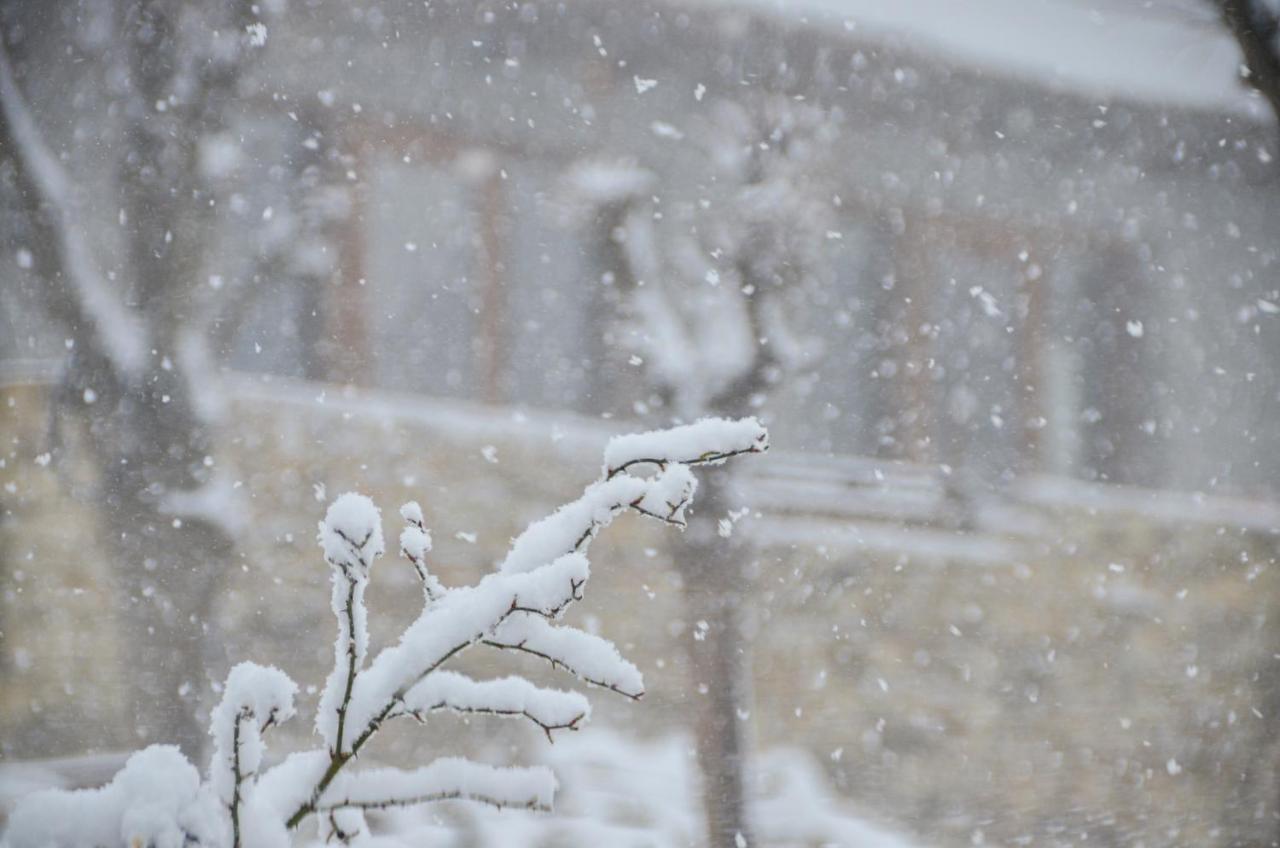 Casele Cu Stuf B&B Haus Ulrike Sălicea Exteriér fotografie